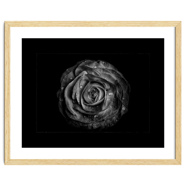 Backyard Flowers In Black And White No 72 with Border