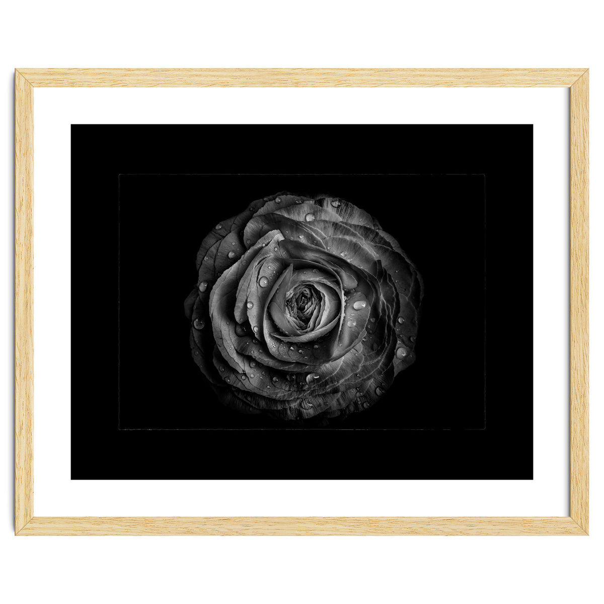 Backyard Flowers In Black And White No 72 with Border
