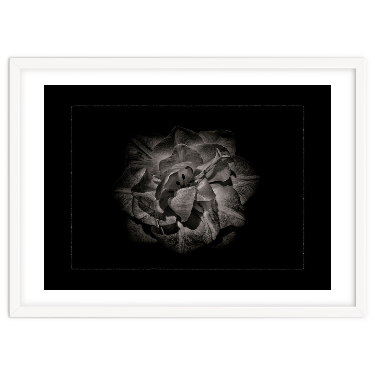 Backyard Flowers In Black And White No 81 with Border