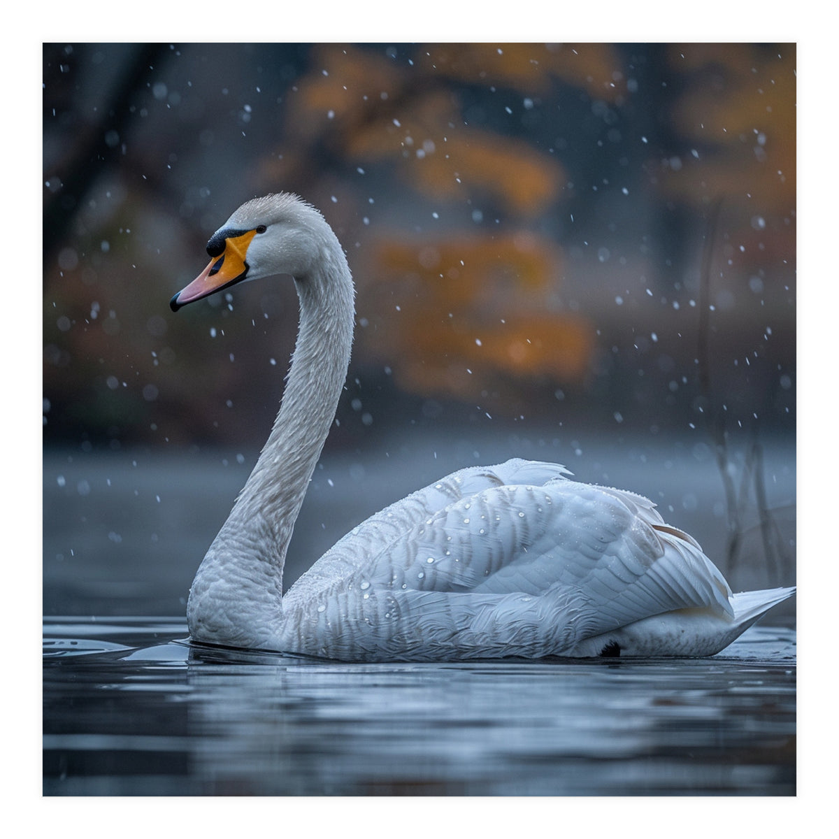 Swan Floating Gracefully On Water In Autumn (Print Only)