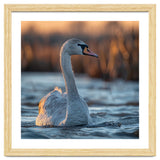 Elegant Swan Gliding On Water At Sunset thumbnail