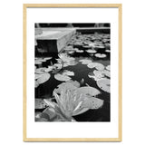 Lotus Pond | Black & White Portrait thumbnail