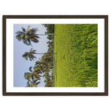 The Paddy Fields of Kerala, South India thumbnail