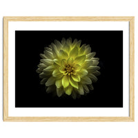 Backyard Flowers No 128 Color Version