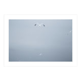 A flying seagull in the winter sky (Print Only) thumbnail