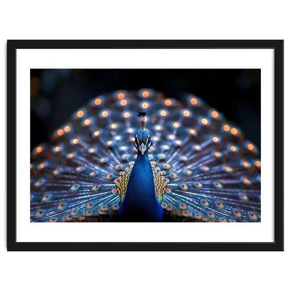 Close Up Peacock Showing Its Beautiful Feathers