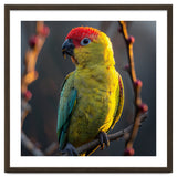 Close Up Of A Colorful Jenday Conure thumbnail