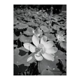 Hylas | Black & White (Print Only) thumbnail