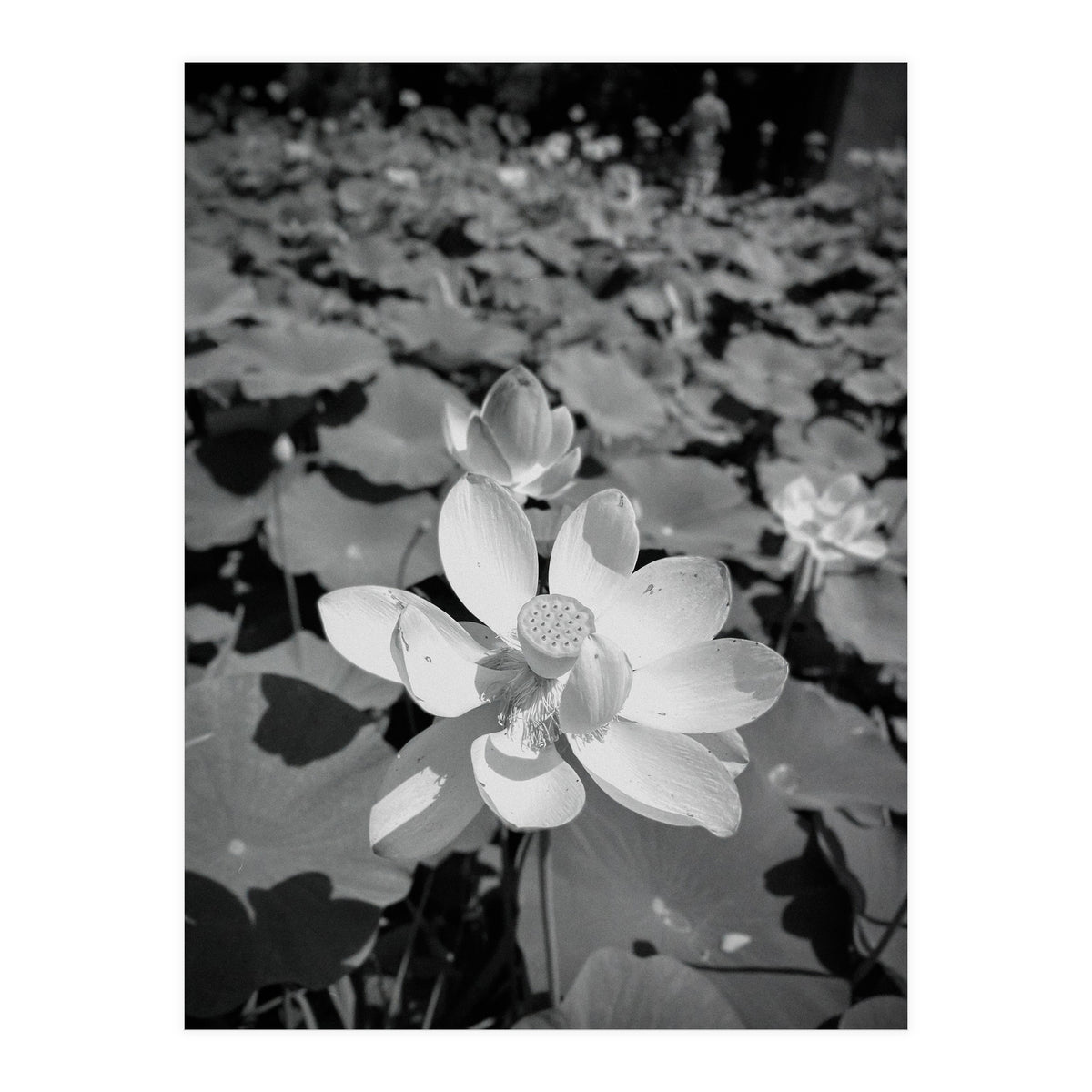 Hylas | Black & White (Print Only)