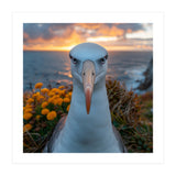 Albatross Bird With Intense Gaze By The Sea (Print Only) thumbnail