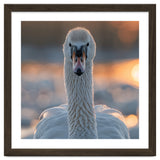 Close Up Portrait Of A Majestic Swan thumbnail