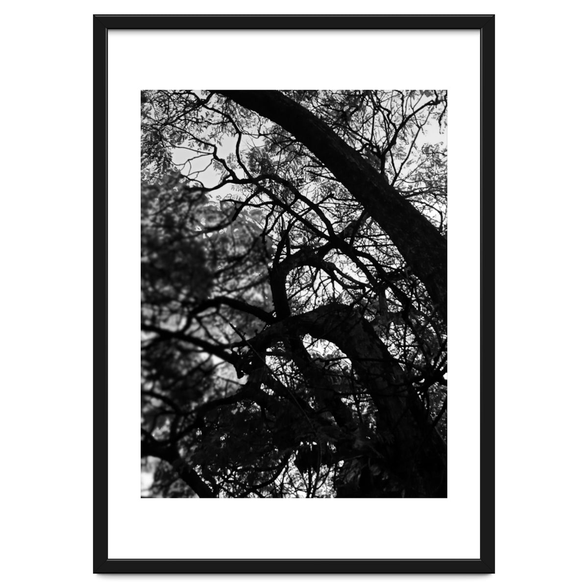 Tree Black Silhouette