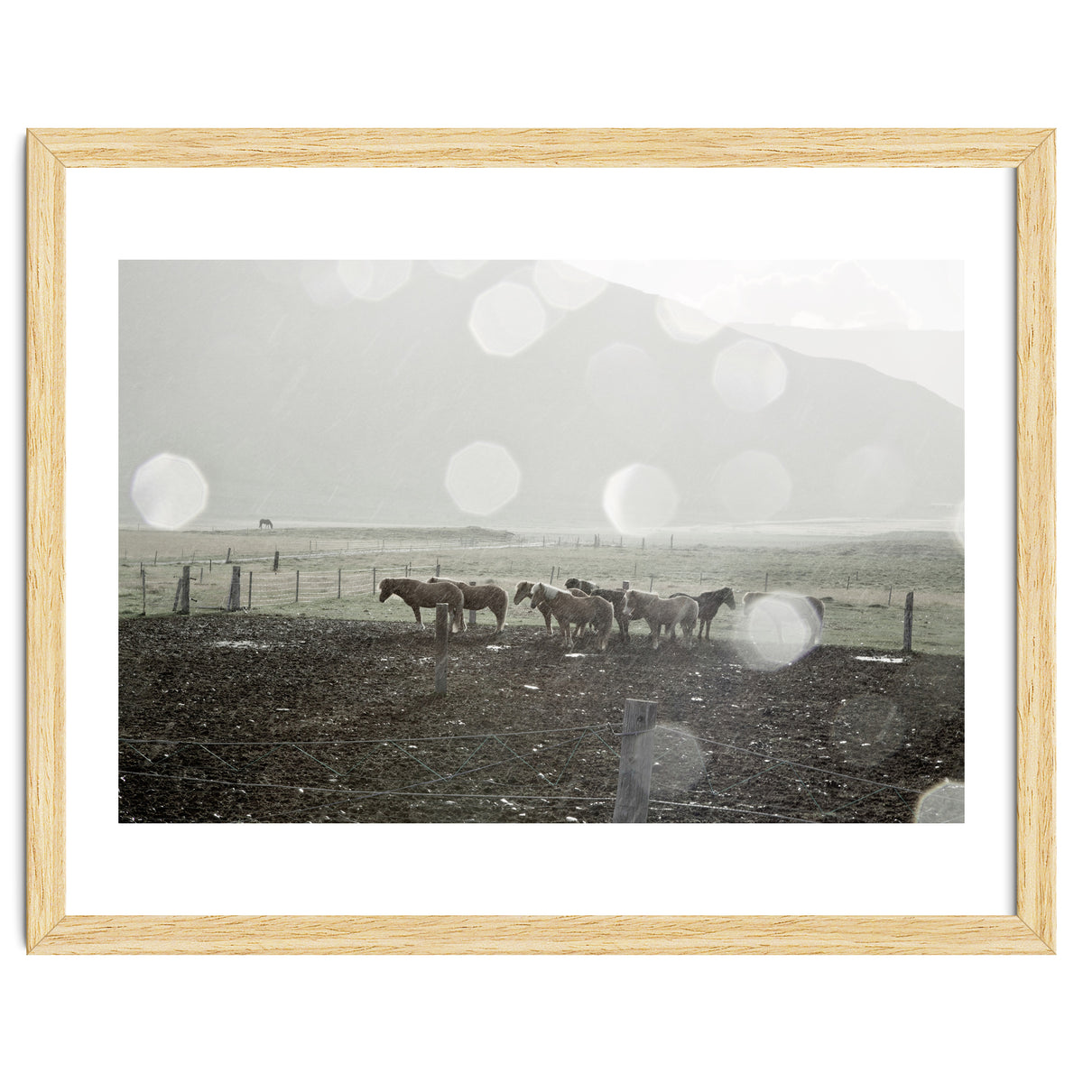 Horses under the sun shower - Iceland