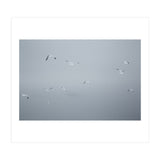 Flying seagulls in the winter sky (Print Only) thumbnail