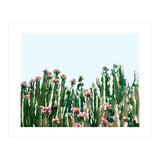 Blush Cactus #society6 #decor #buyart (Print Only) thumbnail