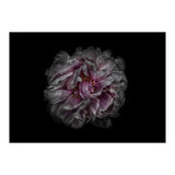 Backyard Flowers No 118 Color Version (Print Only) thumbnail