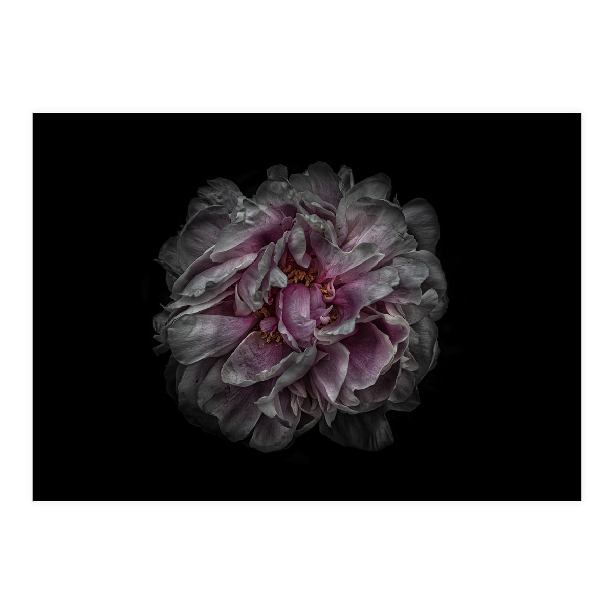 Backyard Flowers No 118 Color Version (Print Only)