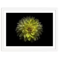 Backyard Flowers No 128 Color Version