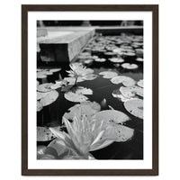 Lotus Pond | Black & White Portrait