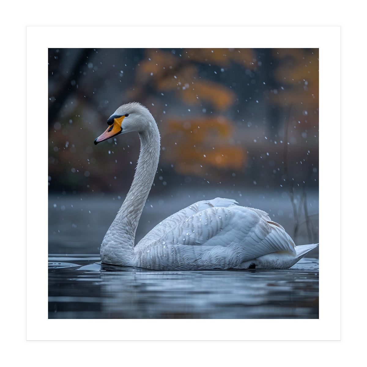 Swan Floating Gracefully On Water In Autumn (Print Only)