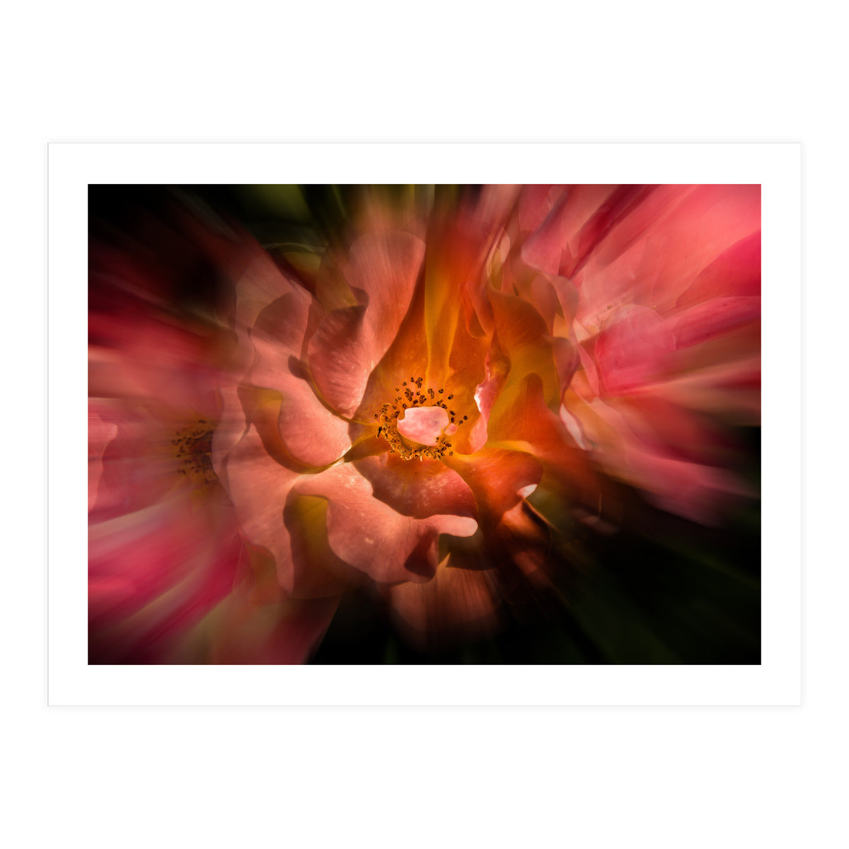 Backyard Flowers No 40 Color Flow Version (Print Only)