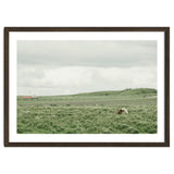 Horses in the middle of the green field - Iceland thumbnail