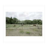 Cows in the farm (Print Only) thumbnail
