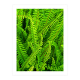 Green Ferns (Print Only) thumbnail