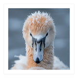 Majestic Swan Covered In Frost And Snow (Print Only) thumbnail