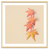 Maple In Pastel thumbnail
