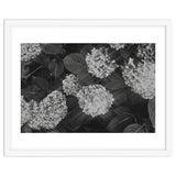Hydrangeas | Black & White Landscape thumbnail