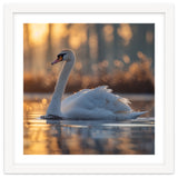 Majestic Swan Gliding On Water At Sunset thumbnail
