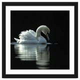 Elegant Swan Floating Gracefully On Dark Water thumbnail