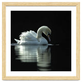Elegant Swan Floating Gracefully On Dark Water thumbnail