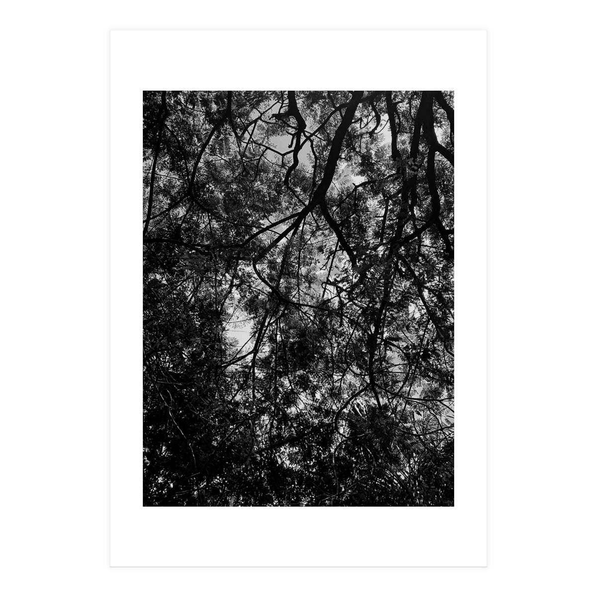 Tree From Below Black Silhouette (Print Only)