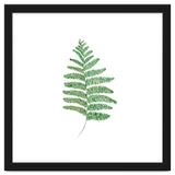 Fern thumbnail