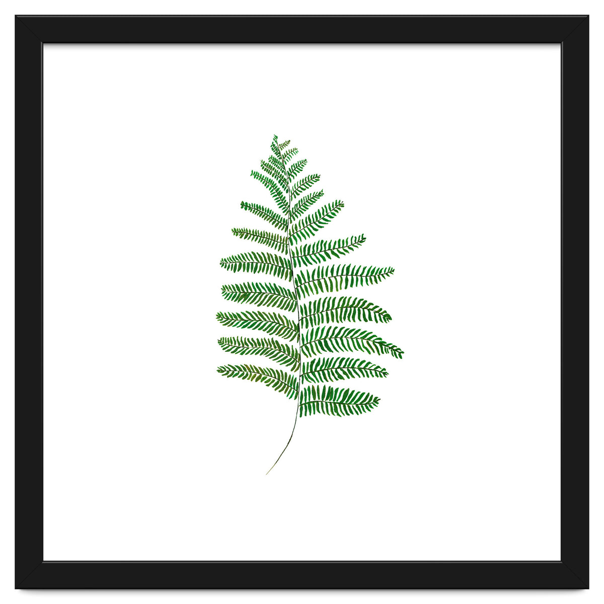 Fern