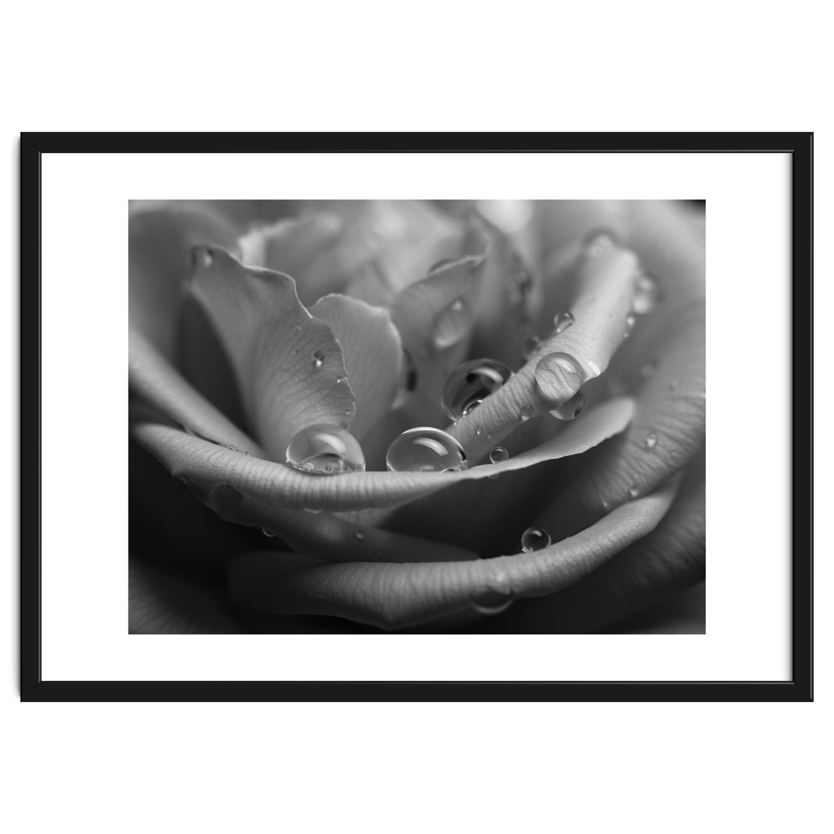 Ethereal Monochromatic Rose Petal Macro