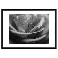 Ethereal Monochromatic Rose Petal Macro