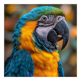 Blue And Yellow Macaw Parrot Close Up Portrait (Print Only) thumbnail
