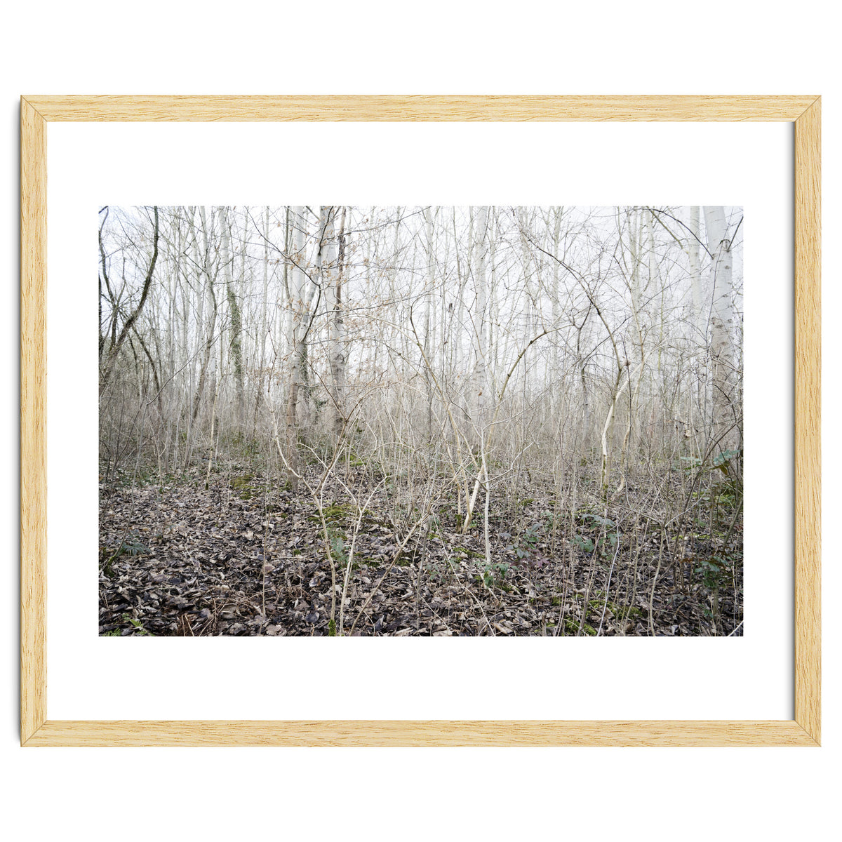 Lost in the birch forest