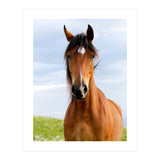 Brown Horse (Print Only) thumbnail