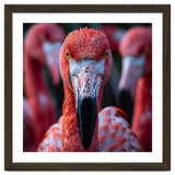 Close Up Of A Flamingo Bird Face, Pink Feathers thumbnail