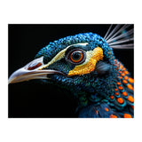 Close Up Of A Peacock Bird Head Eye (Print Only) thumbnail