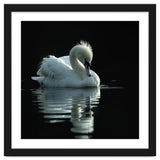 White Swan Gracefully Swimming In Dark Water thumbnail