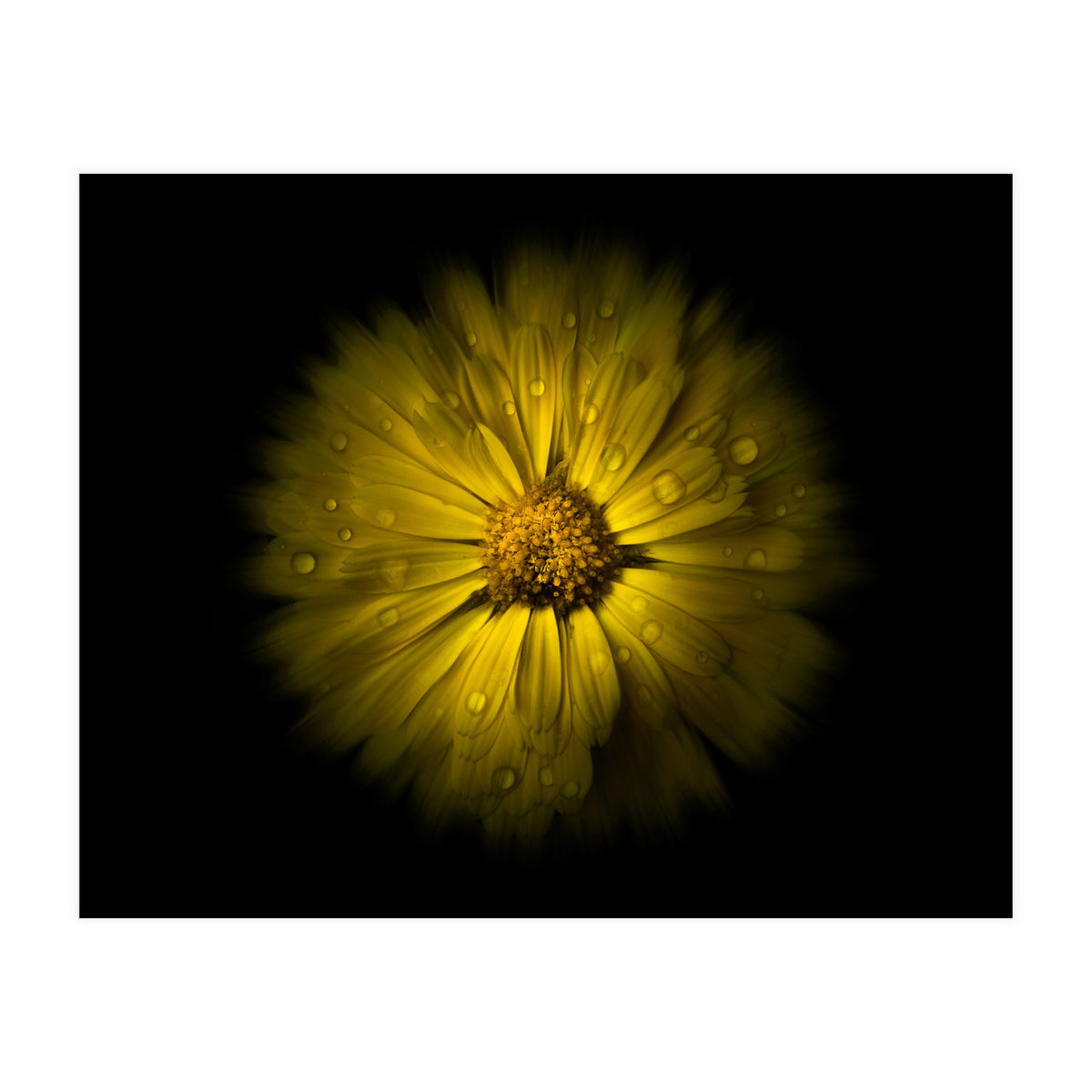 Backyard Flowers No 10 Color Flow Version (Print Only)