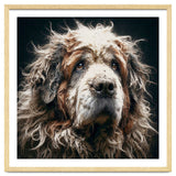 Old Dog 01 thumbnail