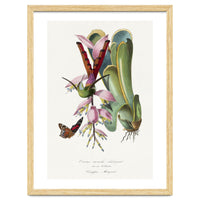 Paul Gervais – Hummingbird Painting (1842)
