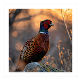 Pheasant Bird Standing On Rock Sunrise Light (Print Only) thumbnail