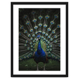 Peacock Portrait Photography thumbnail
